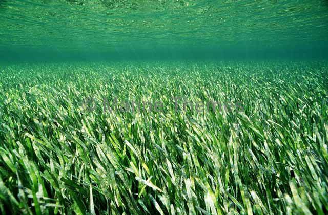 Seagrass (Posidonia australis) environment green photosynthesis solar  Plants Archives - MarineThemes Stock Photo Library