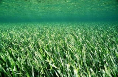 Seagrass (Posidonia australis)