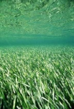Seagrass (Posidonia australis)