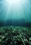 Seagrass (Posidonia australis)