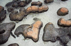 Stromatolites. Ancient calcium deposits formed by cyanobacteria.