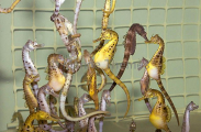 Big-belly Seahorses (Hippocampus abdominalis) Big-belly Seahorses (Hippocampus abdominalis)