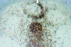 Big-belly Seahorses (Hippocampus abdominalis) Big-belly Seahorses (Hippocampus abdominalis)
