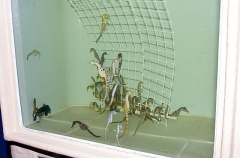 Big-belly Seahorses (Hippocampus abdominalis) Big-belly Seahorses (Hippocampus abdominalis)