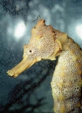 Pacific Seahorse (Hippocampus ingens)
