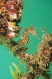White's Seahorse (Hippocampus whitei) White's Seahorse (Hippocampus whitei)