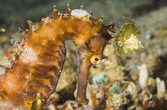 Thorny Seahorse (Hippocampus histrix) Thorny Seahorse (Hippocampus histrix)