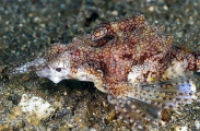 Short Dragonfish (Eurypegasus draconis) Short Dragonfish (Eurypegasus draconis)