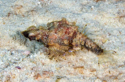 Short Dragonfish (Eurypegasus draconis) Short Dragonfish (Eurypegasus draconis)