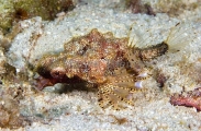 Short Dragonfish (Eurypegasus draconis) Short Dragonfish (Eurypegasus draconis)