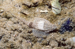 Sculptured Seamoth (Pegasus lancifer) Sculptured Seamoth (Pegasus lancifer)