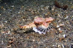 Short Dragonfish (Eurypegasus draconis) Short Dragonfish (Eurypegasus draconis)
