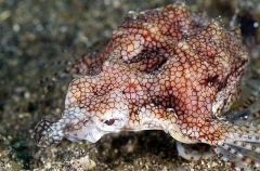 Short Dragonfish (Eurypegasus draconis) Short Dragonfish (Eurypegasus draconis)