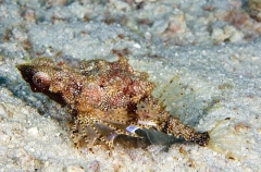 Short Dragonfish (Eurypegasus draconis) Short Dragonfish (Eurypegasus draconis)