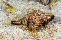 Short Dragonfish (Eurypegasus draconis) Short Dragonfish (Eurypegasus draconis)