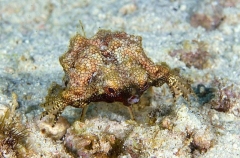 Short Dragonfish (Eurypegasus draconis) Short Dragonfish (Eurypegasus draconis)