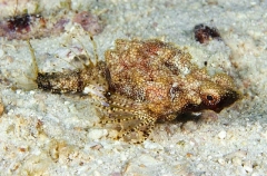 Short Dragonfish (Eurypegasus draconis) Short Dragonfish (Eurypegasus draconis)