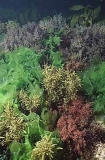 Various algae species. Various algae species.