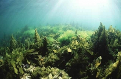 Various algae species. Various algae species.