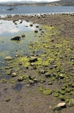 Algae growing in intertidal zone.