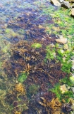 Various kelp, seaweed and other algae species in intertidal zone.