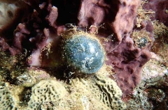 Sea Pearl (ventricaria ventricosa)