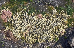 Necklace Seaweed (Hormosira banksii) Necklace Seaweed (Hormosira banksii)