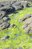Pond Lettuce Seaweed (Enteromorpha compressa) Pond Lettuce Seaweed (Enteromorpha compressa)
