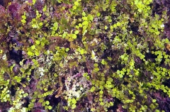 Halimeda Coralline Alage (Halimeda sp.) Halimeda Coralline Alage (Halimeda sp.)