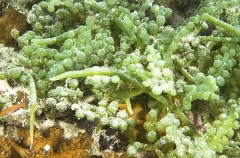 Sea Grapes (Caulerpa racemosa)