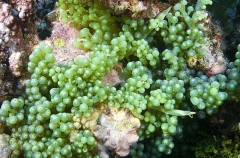 Sea Grapes (Caulerpa racemosa) Sea Grapes (Caulerpa racemosa)