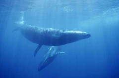Sei Whales (Balaenoptera borealis) Sei Whales (Balaenoptera borealis)