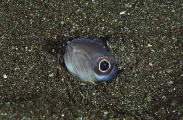 Burrowing Snake Eel (Ophidion sp.) Burrowing Snake Eel (Ophidion sp.)