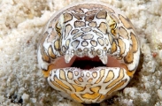 Napoleon Snake Eel (Ophichthus bonaparti) Napoleon Snake Eel (Ophichthus bonaparti)