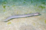 Sea Conger (Ariosoma anagoides) Sea Conger (Ariosoma anagoides)