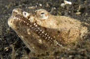 Crocodile Snake Eel (Brachysomophis crocodilinus) Crocodile Snake Eel (Brachysomophis crocodilinus)