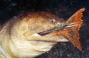Crocodile Snake Eel (Brachysomophis crocodilinus) Crocodile Snake Eel (Brachysomophis crocodilinus)