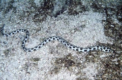 Spotted Snake Eel (Myrichthys maculosus)