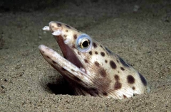 Spotted Snake Eel (Myrichthys maculosus)