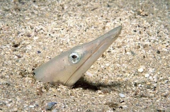 Serpent Eel (Ophisurus serpens) Serpent Eel (Ophisurus serpens)
