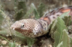 Smallfish Snake Eel (Quassiremus nothochir)