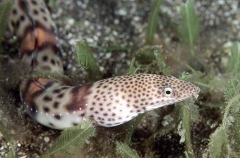 Smallfish Snake Eel (Quassiremus nothochir)