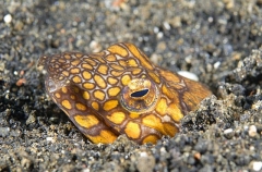 Napoleon Snake Eel (Ophichthus bonaparti) Napoleon Snake Eel (Ophichthus bonaparti)