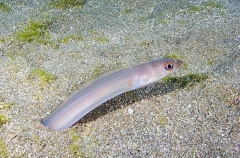 Sea Conger (Ariosoma anagoides) Sea Conger (Ariosoma anagoides)