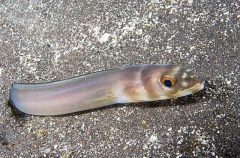 Sea Conger (Ariosoma anagoides) Sea Conger (Ariosoma anagoides)