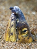 Dark-shouldered Snake Eel (Ophichthus cephalozona) Dark-shouldered Snake Eel (Ophichthus cephalozona)