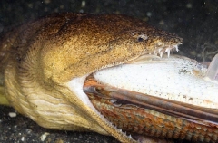 Crocodile Snake Eel (Brachysomophis crocodilinus) Crocodile Snake Eel (Brachysomophis crocodilinus)