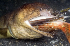 Crocodile Snake Eel (Brachysomophis crocodilinus) Crocodile Snake Eel (Brachysomophis crocodilinus)