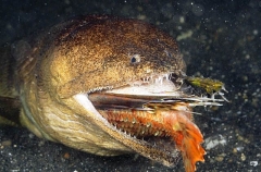 Crocodile Snake Eel (Brachysomophis crocodilinus) Crocodile Snake Eel (Brachysomophis crocodilinus)