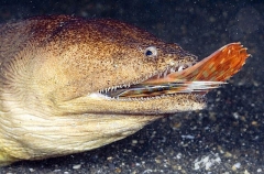 Crocodile Snake Eel (Brachysomophis crocodilinus) Crocodile Snake Eel (Brachysomophis crocodilinus)